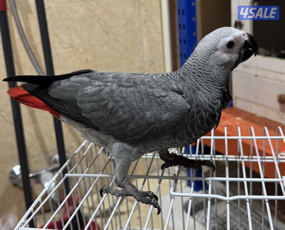 للبيع فرخ كاسكو انتاج الكويت0