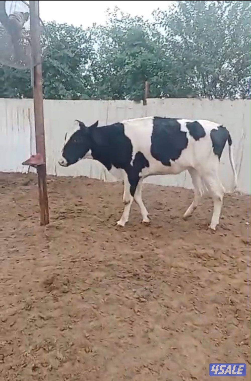 بقره هولشتاين بحر من الحليب جاهزه لتلقيح0