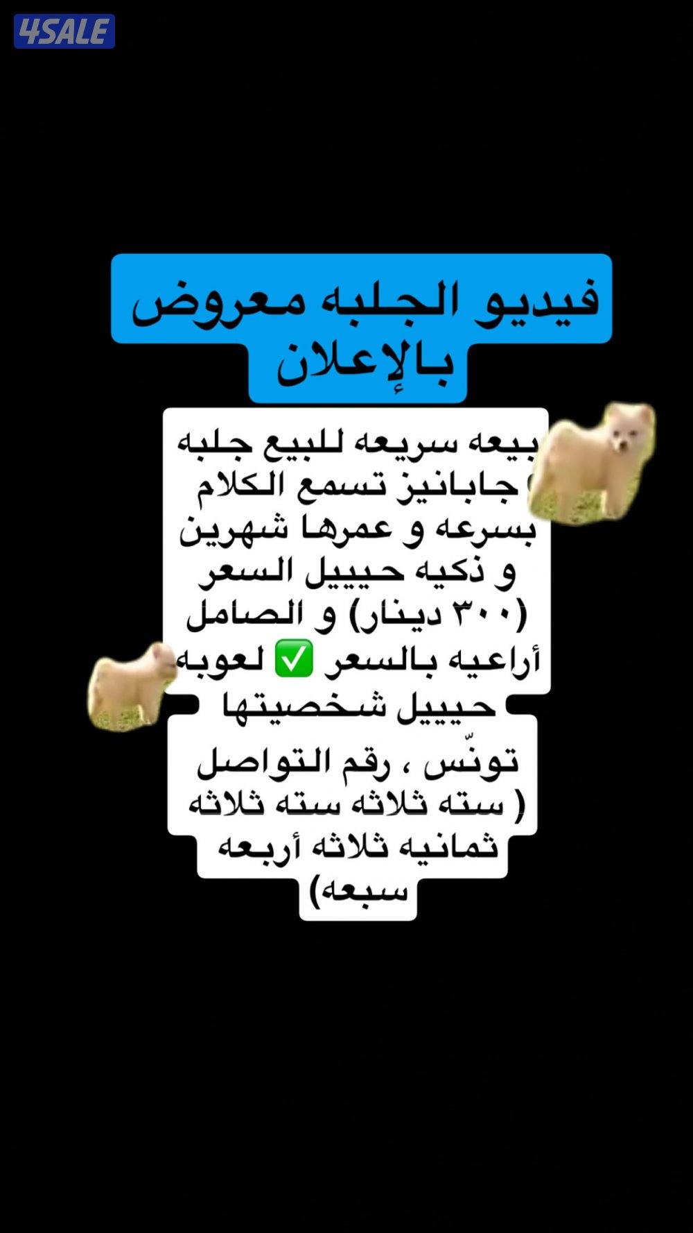 كلبه جابانيز0