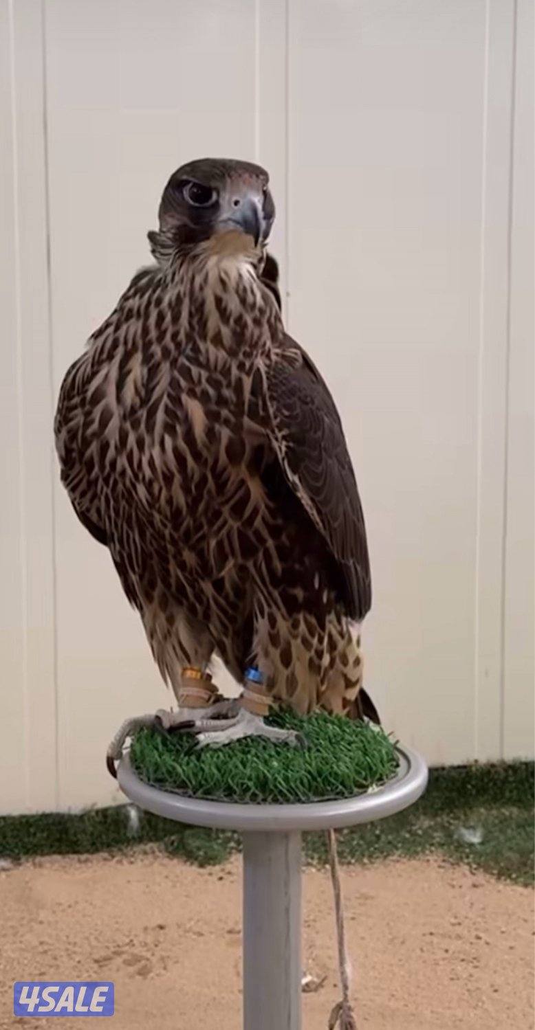 جير تبع فااخرر1