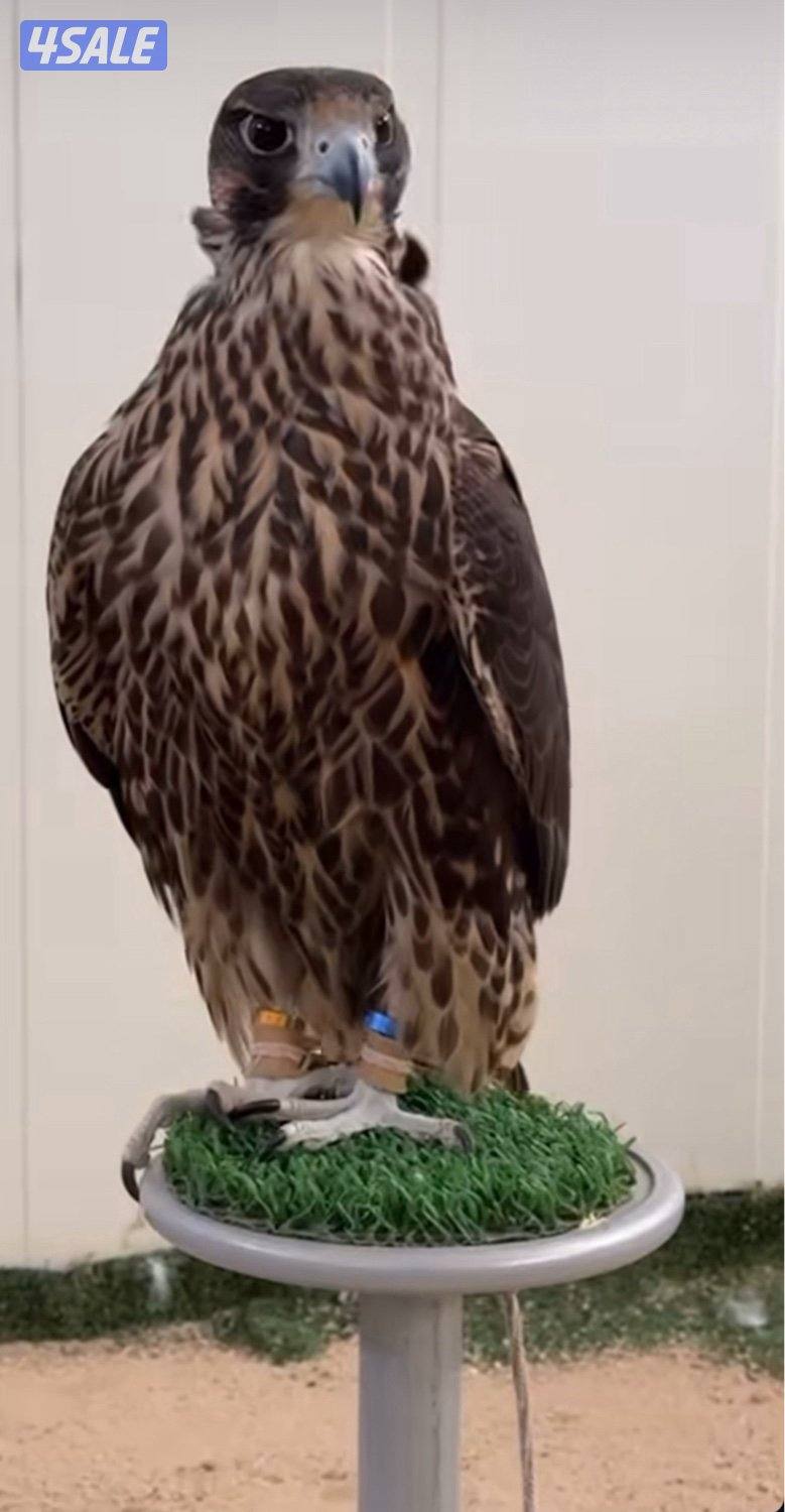 جير تبع فااخرر2