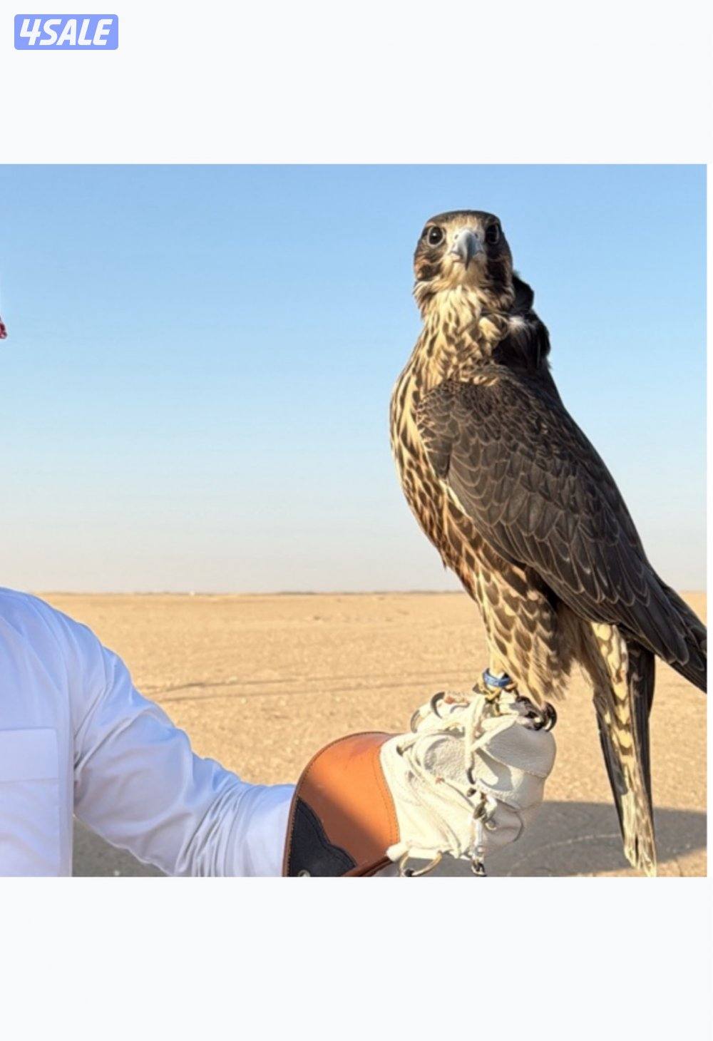 جير تبع فااخرر3