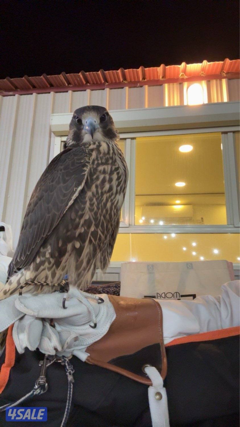 جير تبع فااخرر5