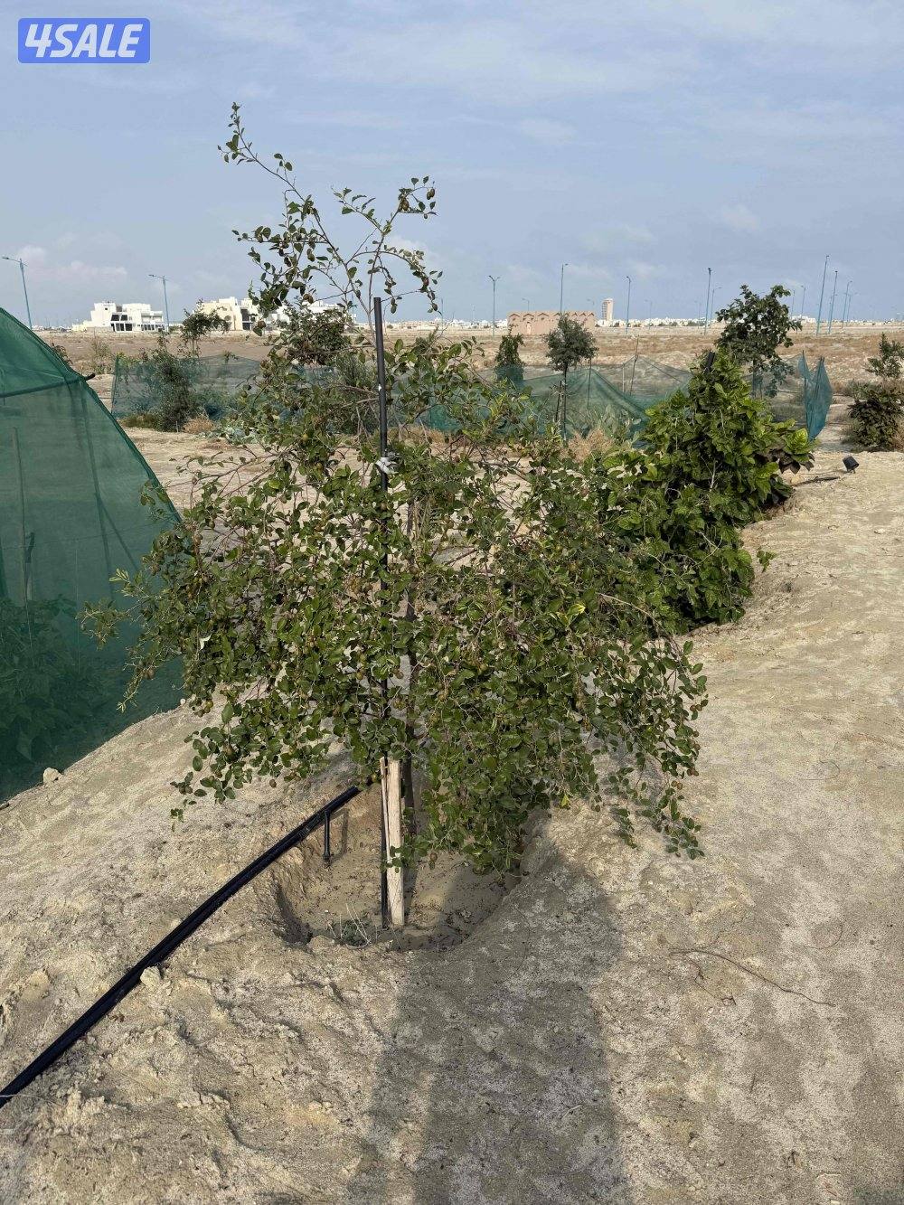 شجر  زرع5