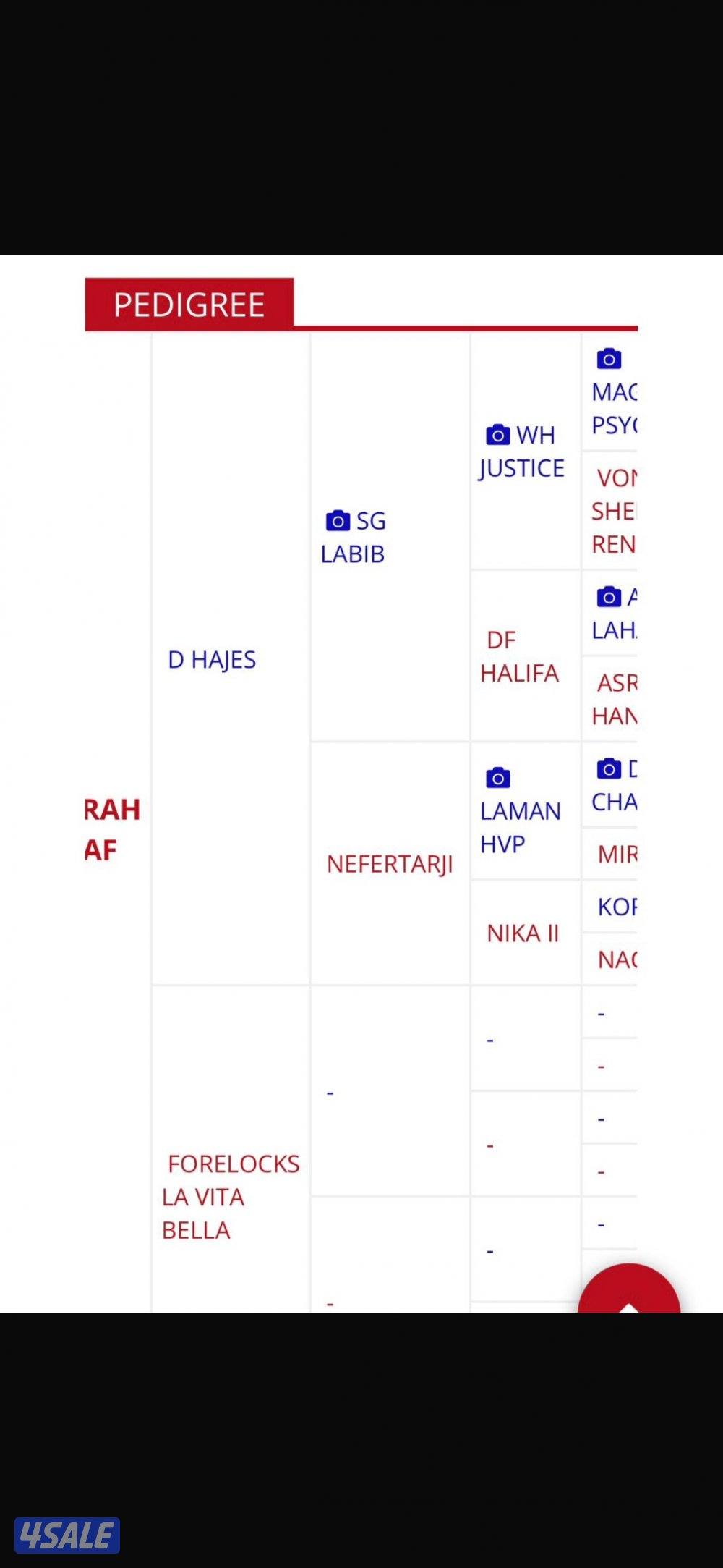 فرس واهو بنت البطل دي هاجس مواليد ٢٠٢٠ فرس تمتلك حركه وكاريزما عاليه2