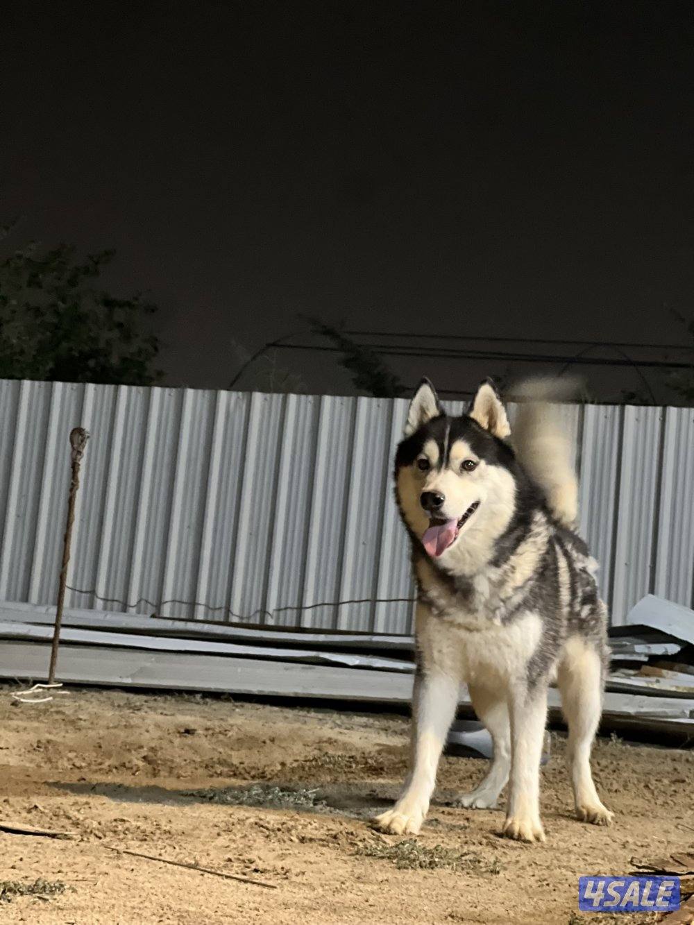 للبيع هاسكي1