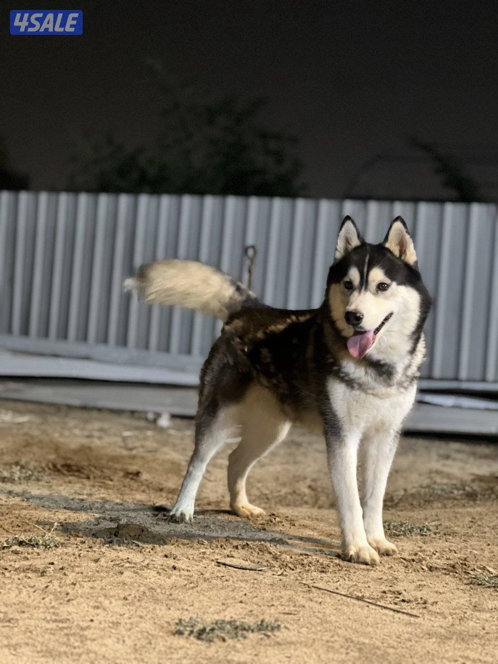 للبيع هاسكي2