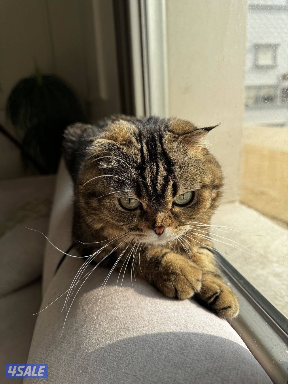 سكوتش فولد للتبني عمرهم سنه ونص واتساب1