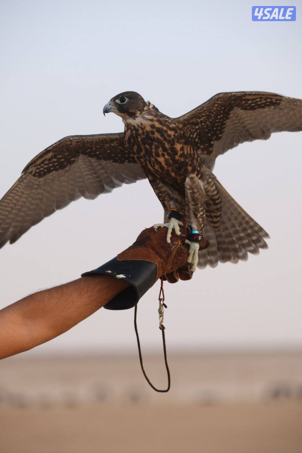 جير ثنو عالمنظور1