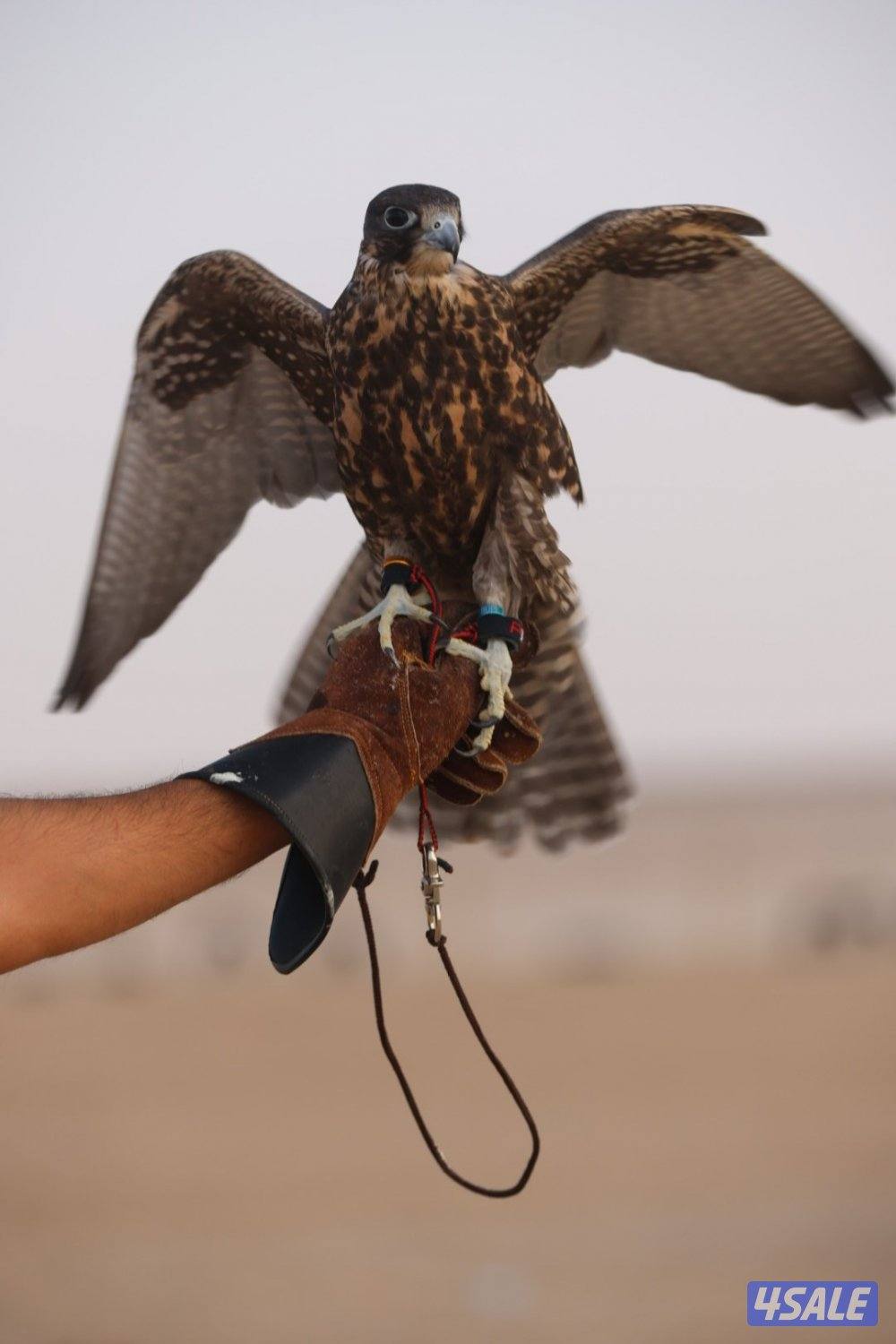 جير ثنو عالمنظور2