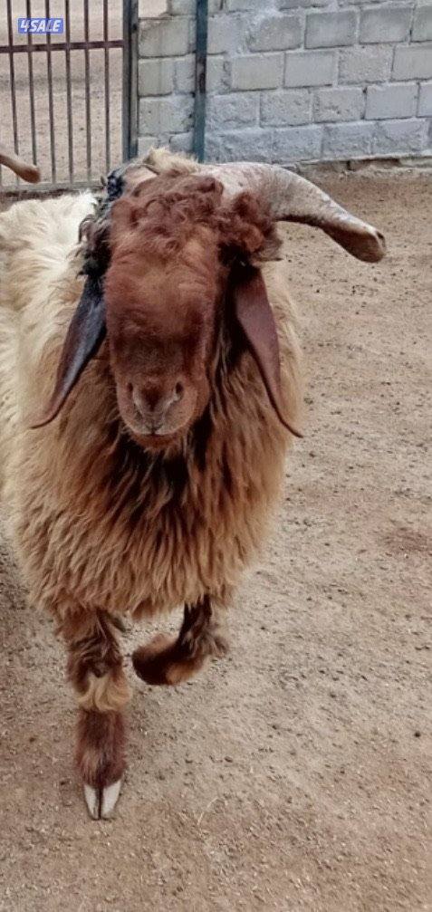 للبيع جذع العمر 11 شهر توه مفرق وفي رس حشار قرنه مكسور من النطح1