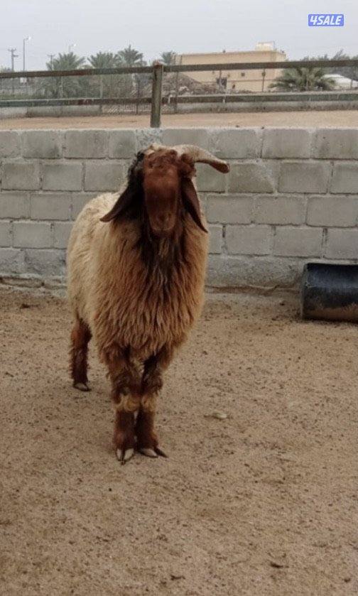 للبيع جذع العمر 11 شهر توه مفرق وفي رس حشار قرنه مكسور من النطح2