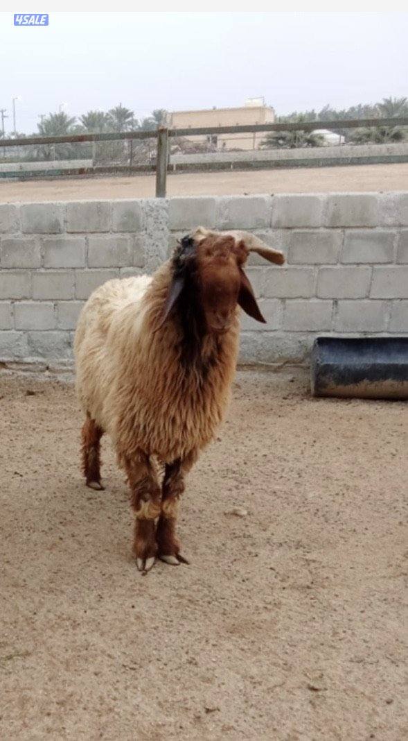 للبيع جذع العمر 11 شهر توه مفرق وفي رس حشار قرنه مكسور من النطح4