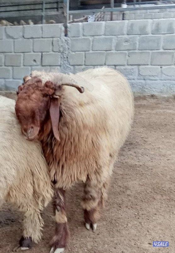 للبيع جذع العمر 11 شهر توه مفرق وفي رس حشار قرنه مكسور من النطح3