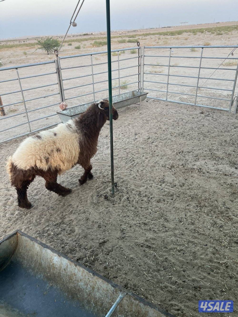 صباح الاحمد0