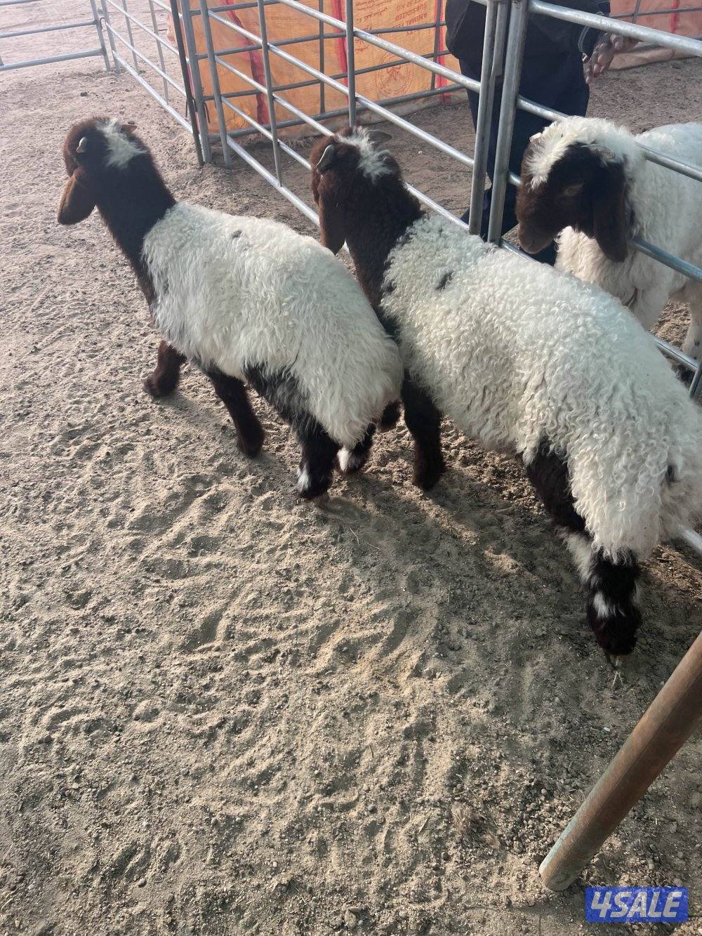 صباح الاحمد1