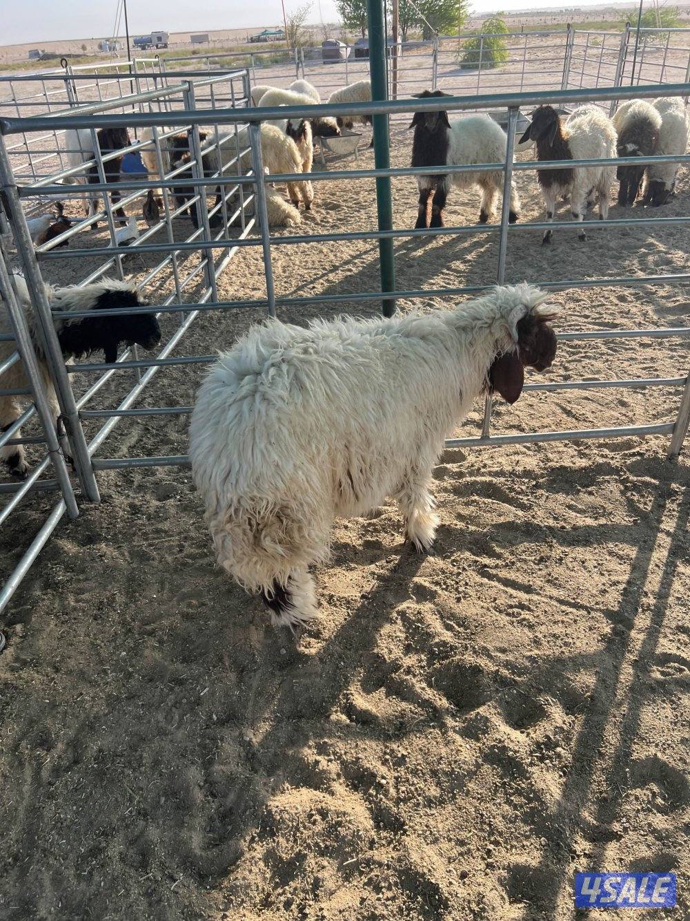 صباح الاحمد2