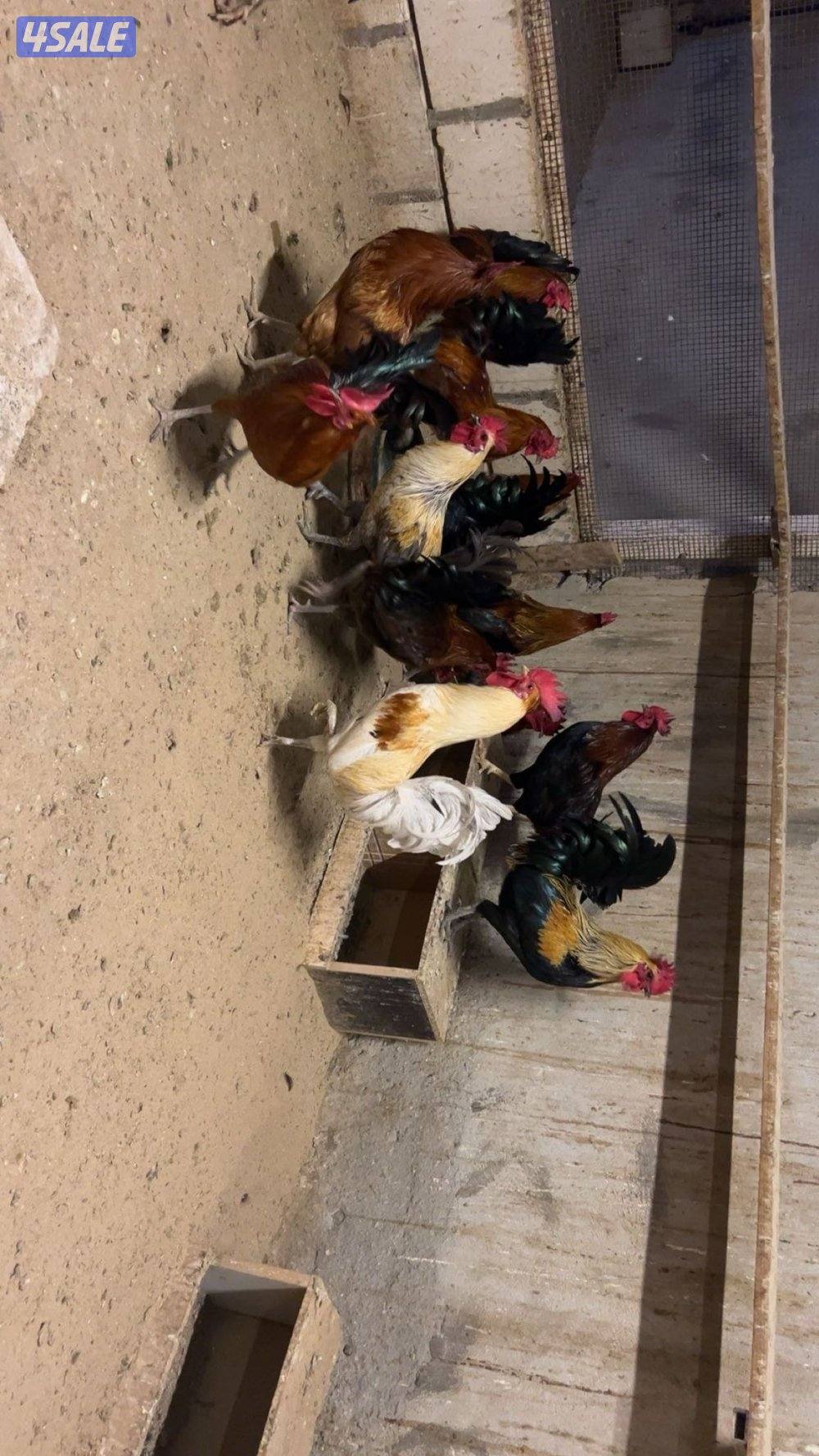 دياجه عربي قديم0