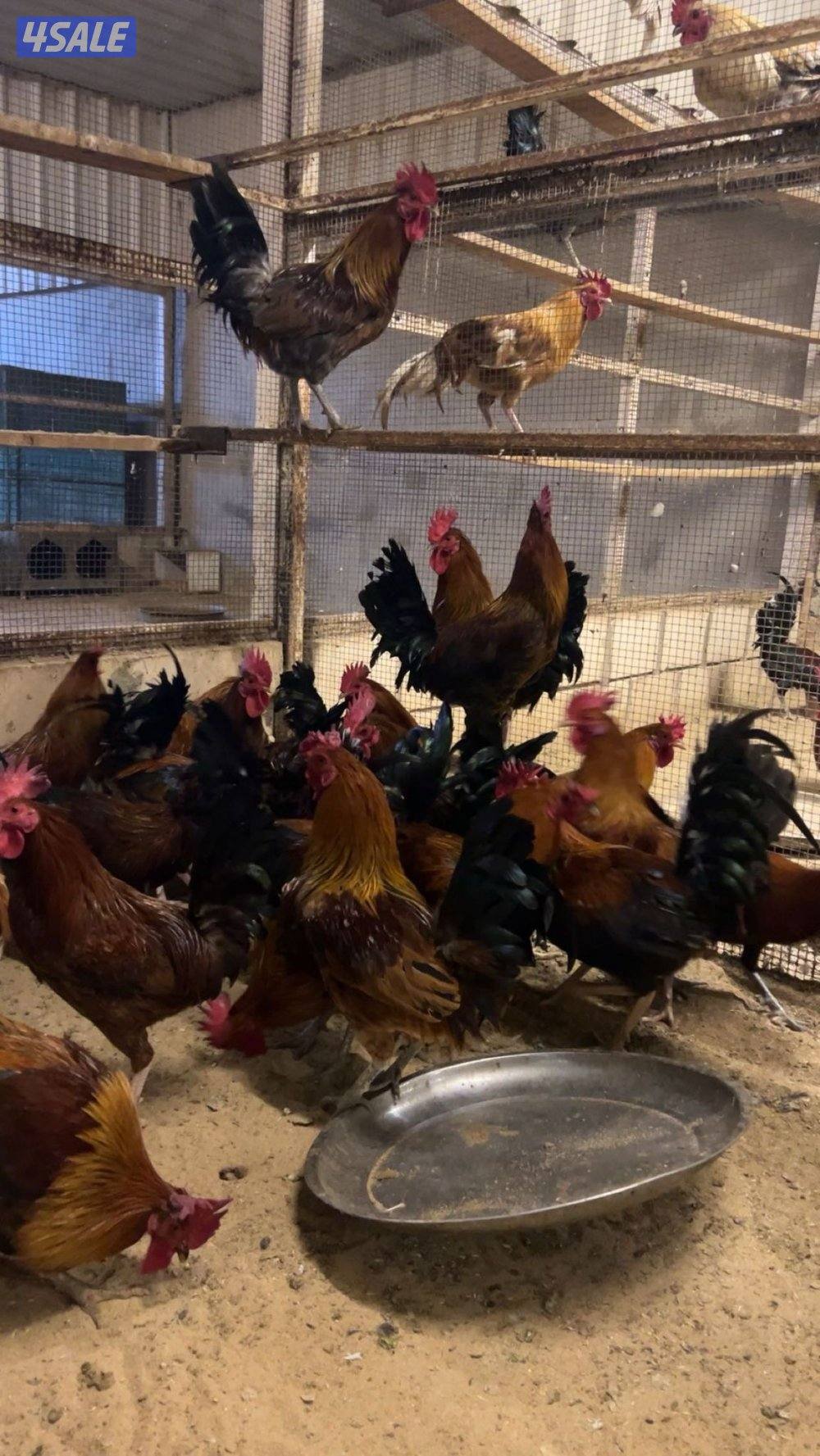 دياجه عربي قديم1