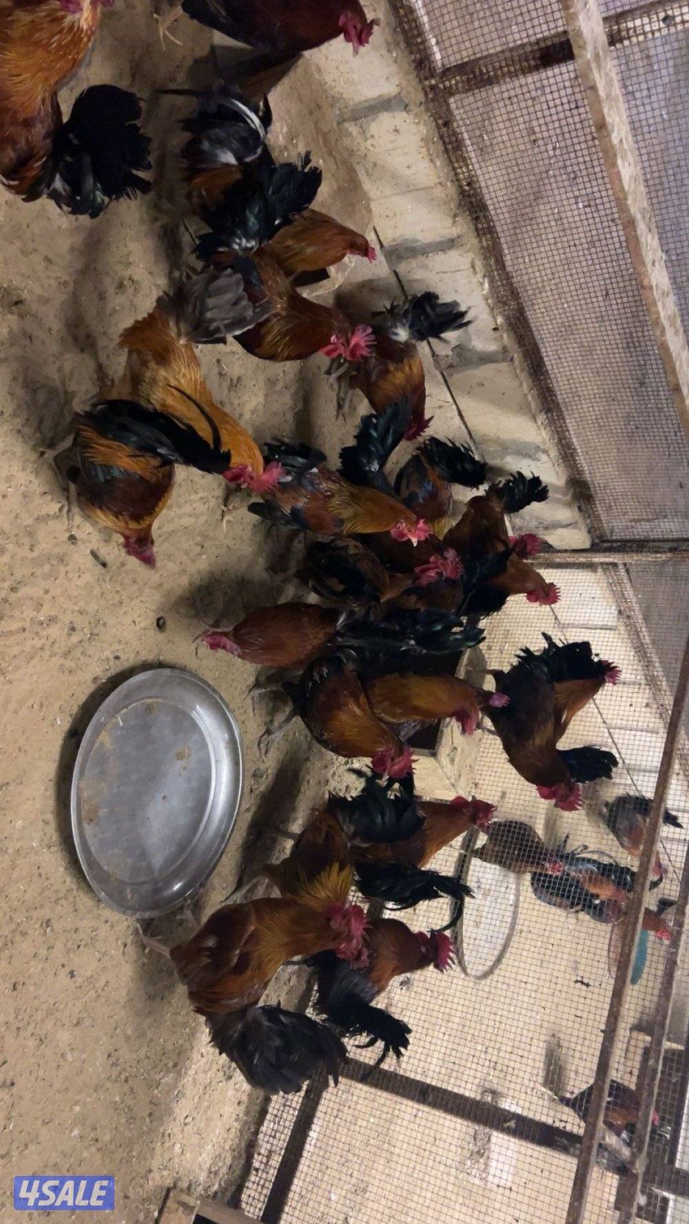 دياجه عربي قديم2