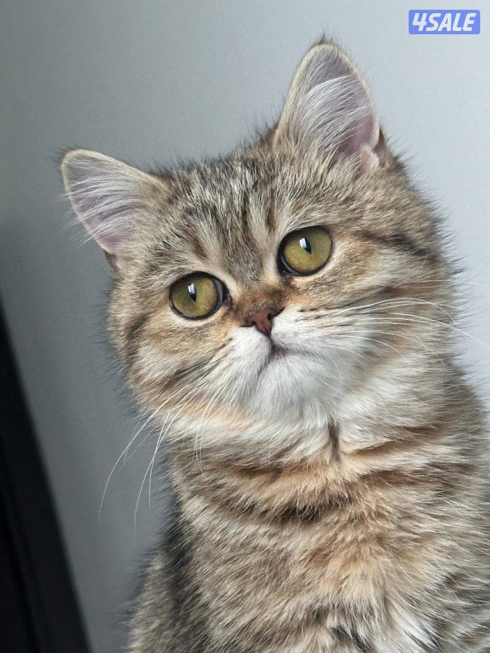 نثيه بريتش ny24 تابي قمه بالجمال1