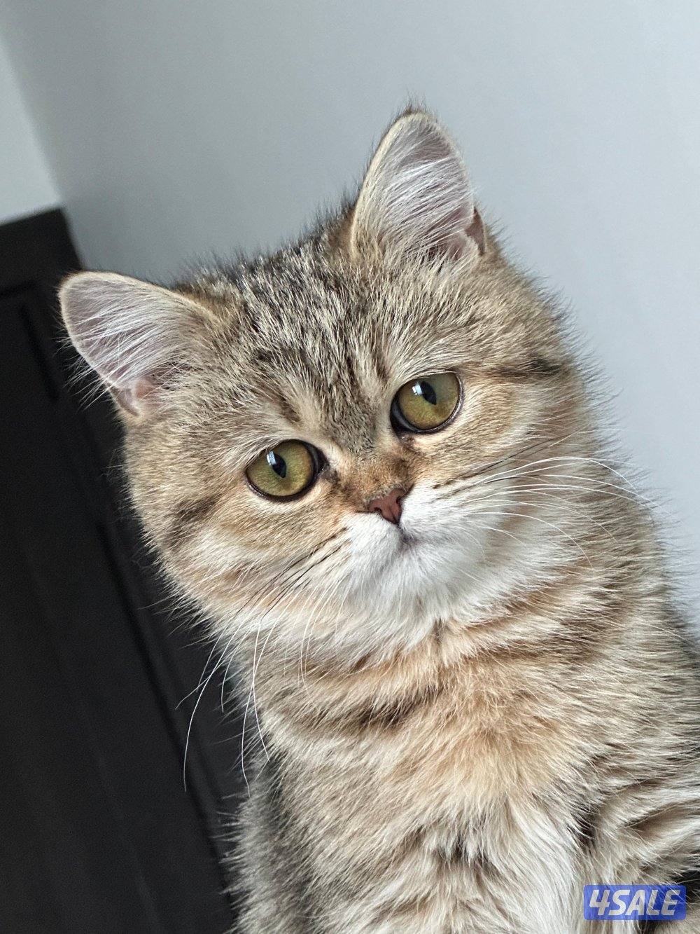 نثيه بريتش ny24 تابي قمه بالجمال3