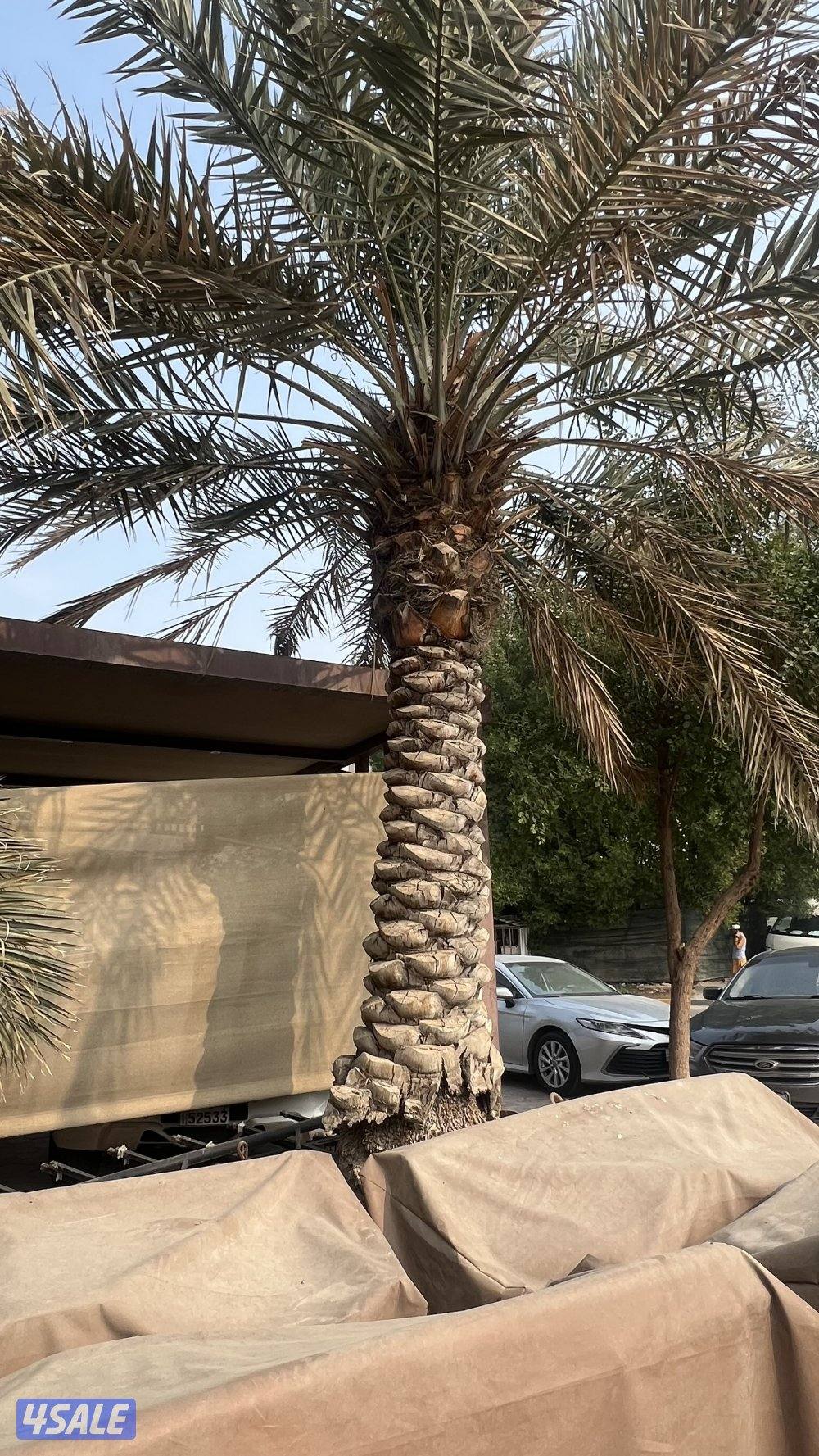 للببع نخله انتاجها عادي خلاص0