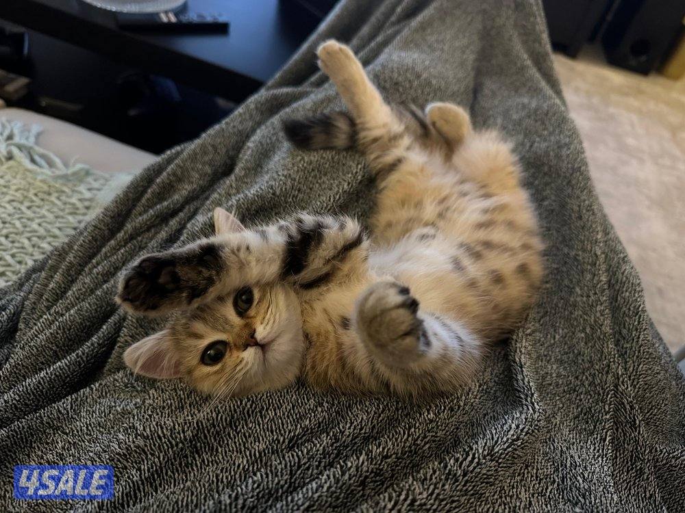 نثيه بريتش ny24 تابي قمه بالجمال4