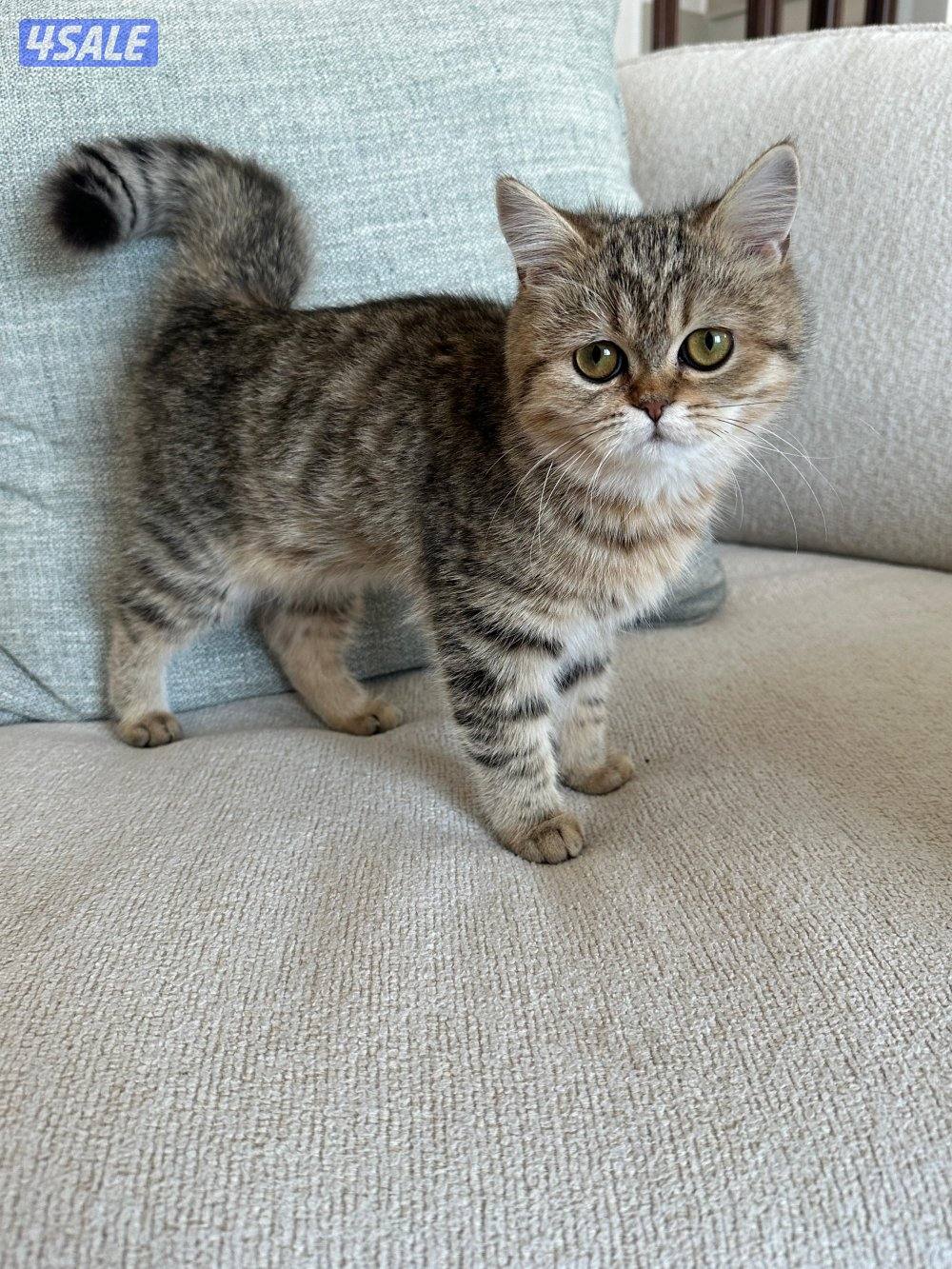 نثيه بريتش ny24 تابي قمه بالجمال5