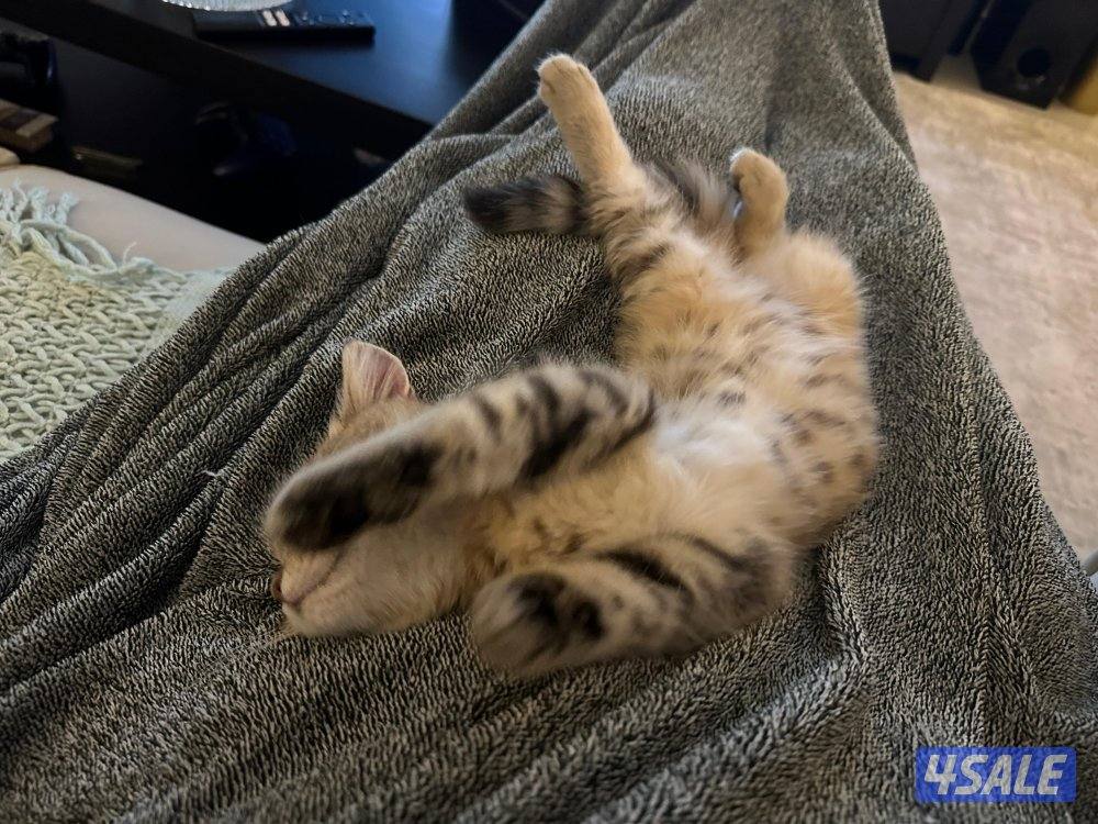 نثيه بريتش ny24 تابي قمه بالجمال6