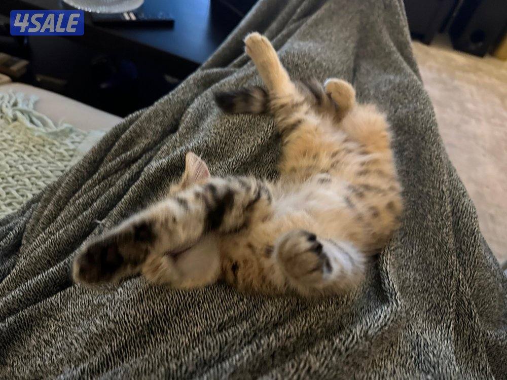 نثيه بريتش ny24 تابي قمه بالجمال7