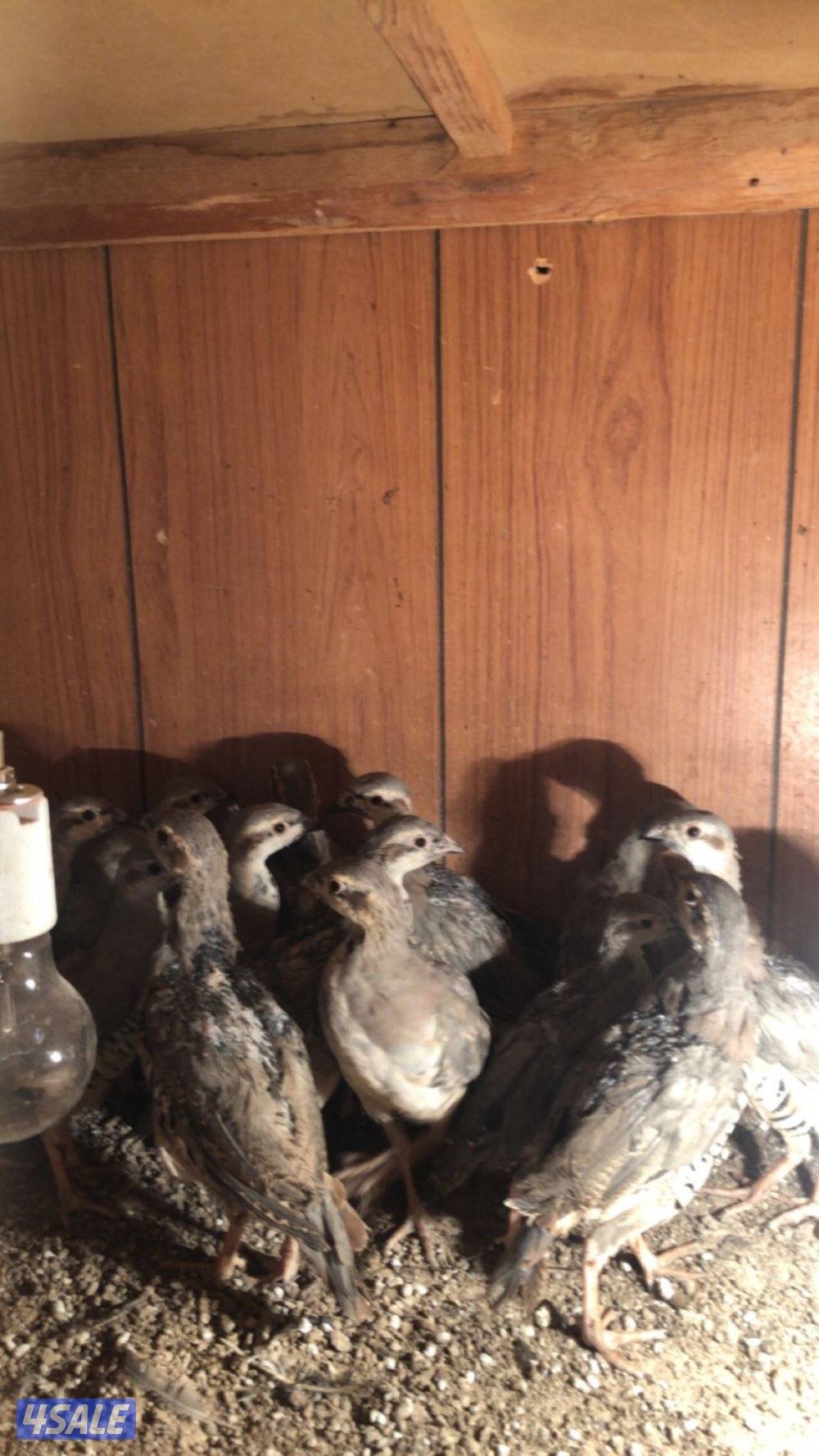 فروخ حجل الشنار1