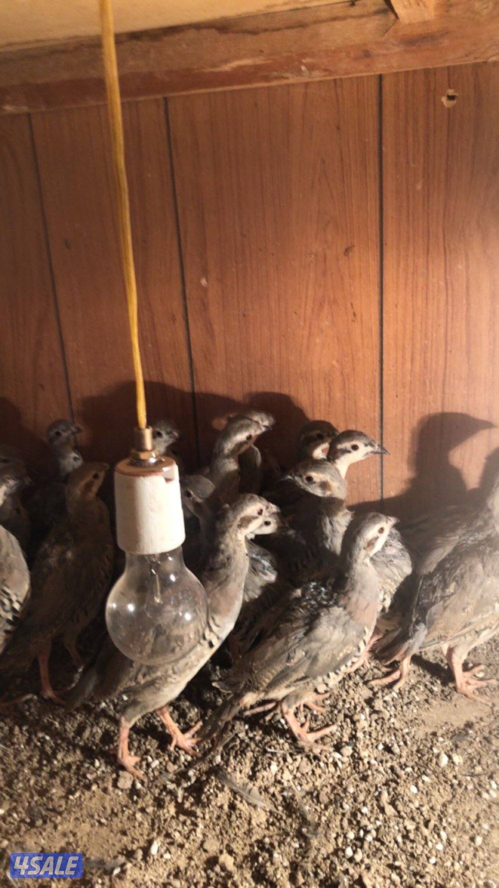 فروخ حجل الشنار2