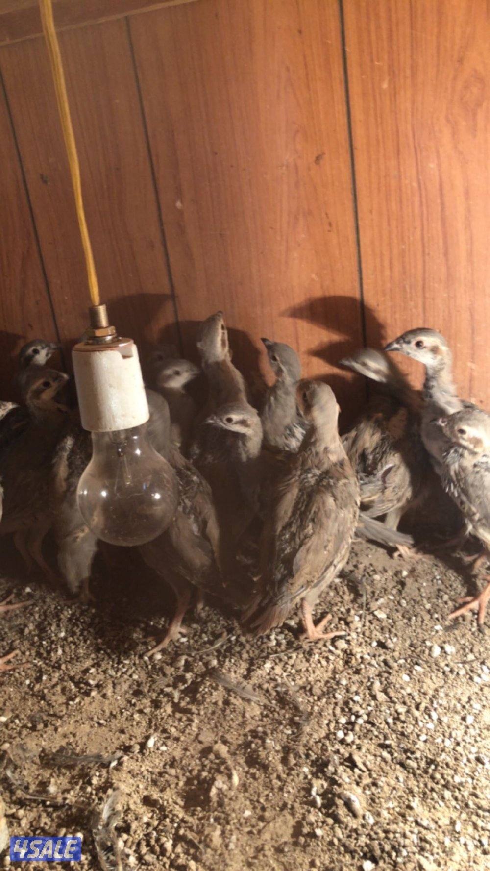 فروخ حجل الشنار3