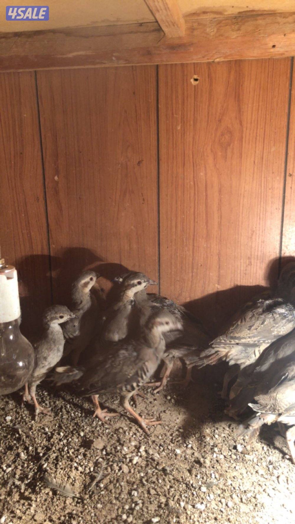 فروخ حجل الشنار4