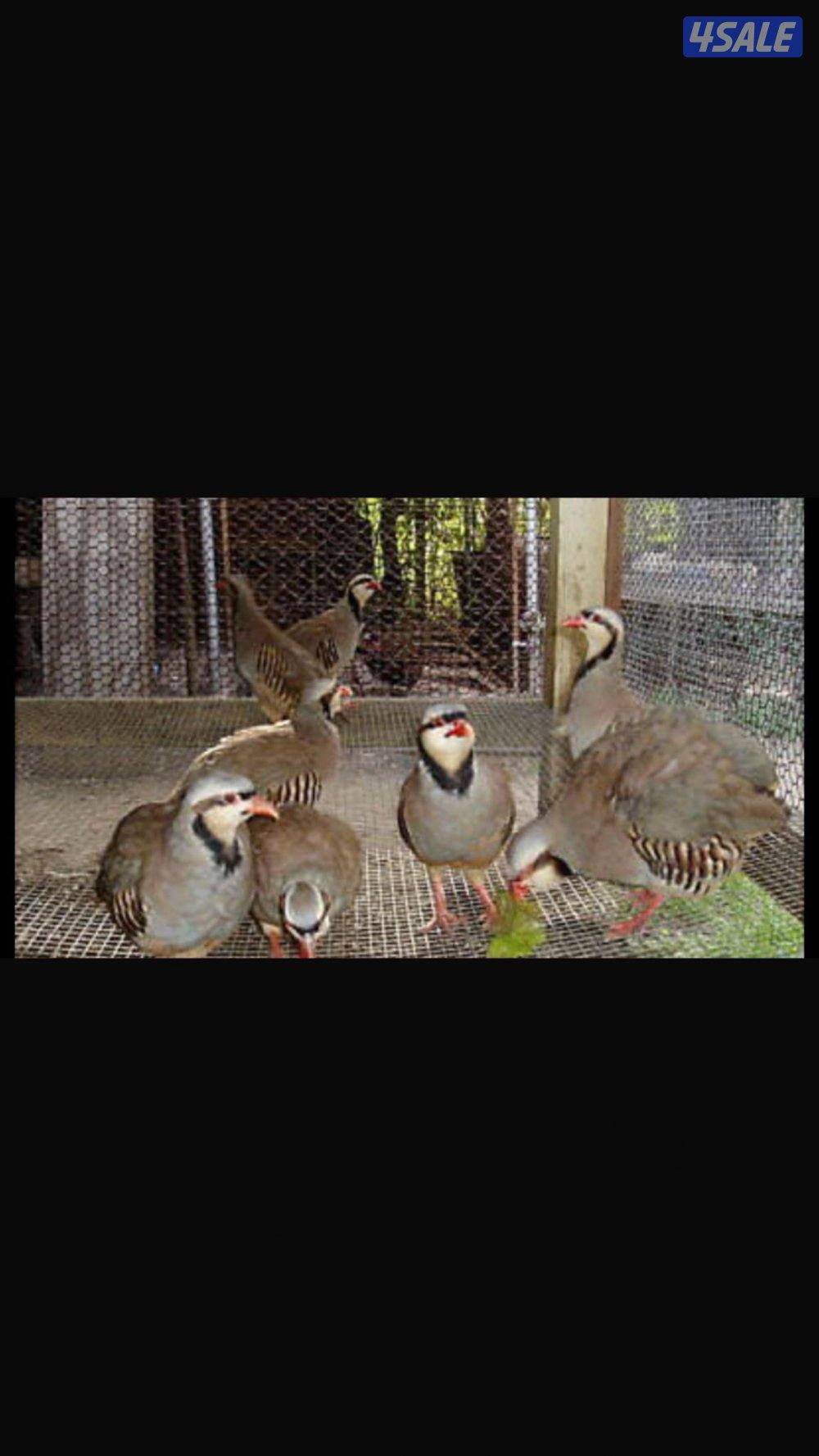 فروخ حجل الشنار5