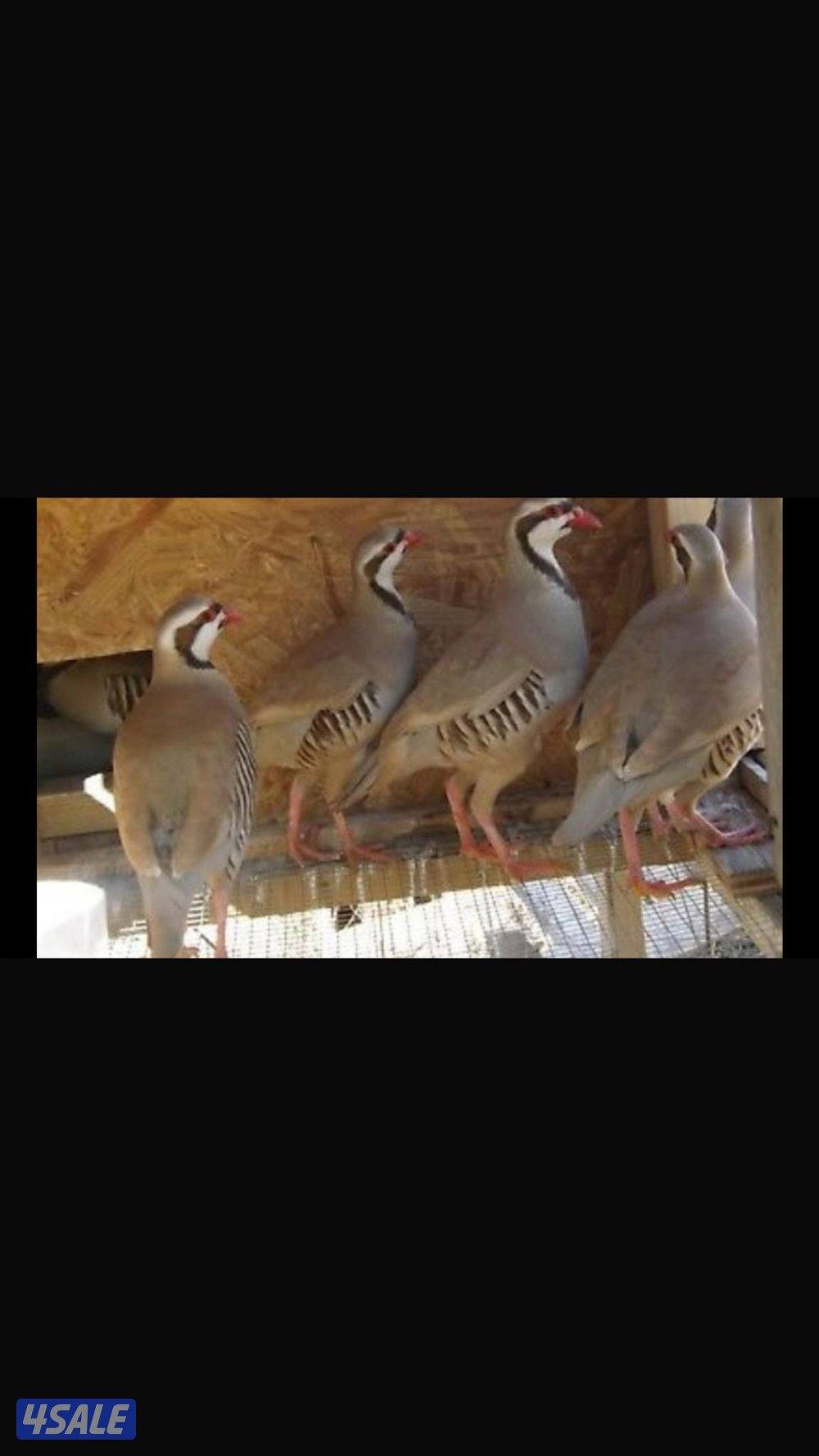 فروخ حجل الشنار6