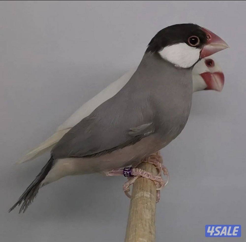 للبيع محمية جاوه كامله0