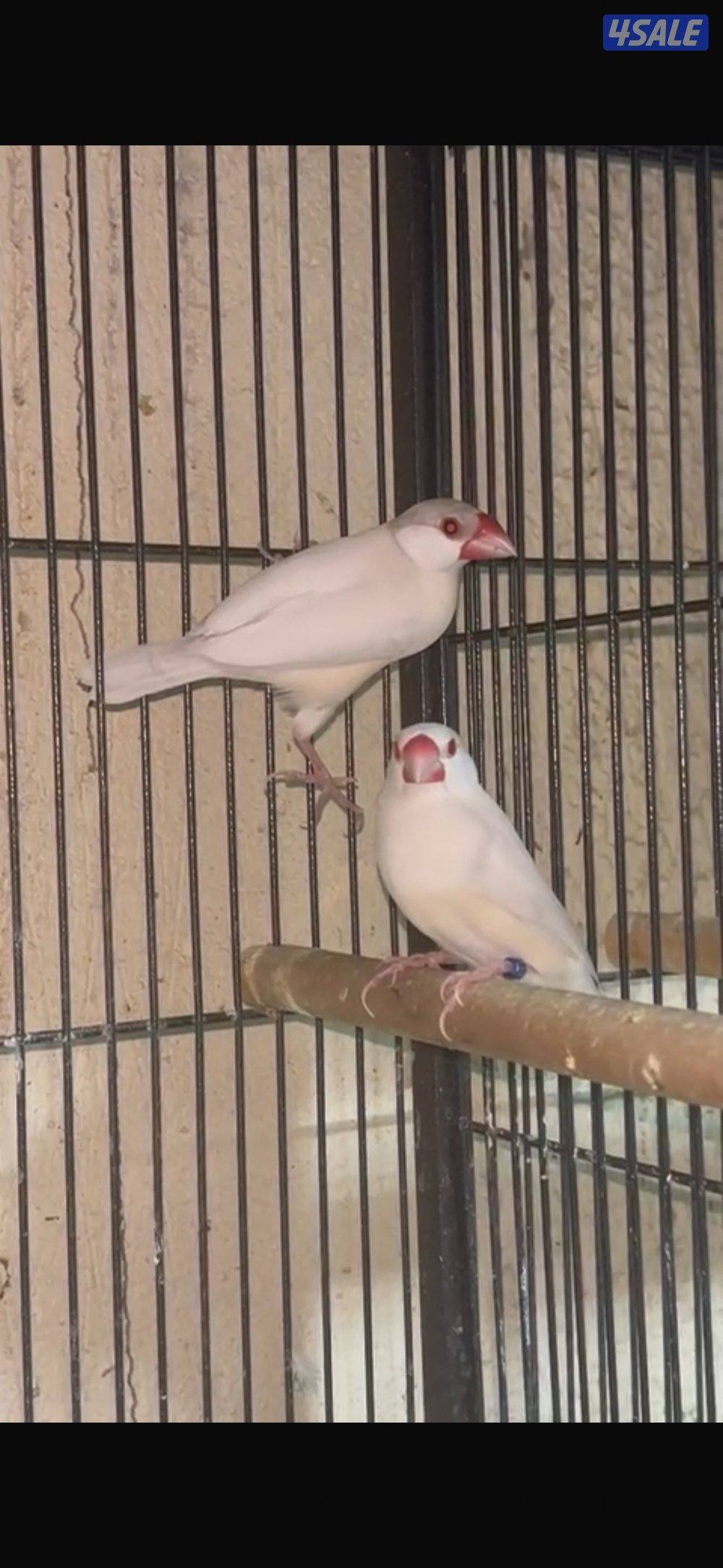 للبيع محمية جاوه كامله1