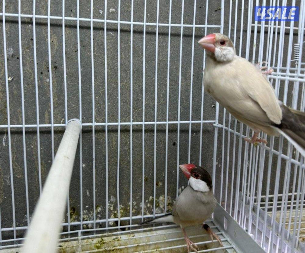 للبيع محمية جاوه كامله2