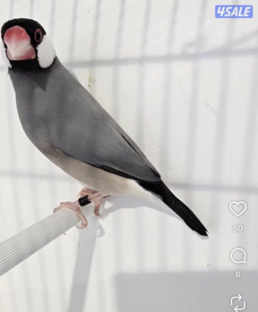 للبيع محمية جاوه كامله3