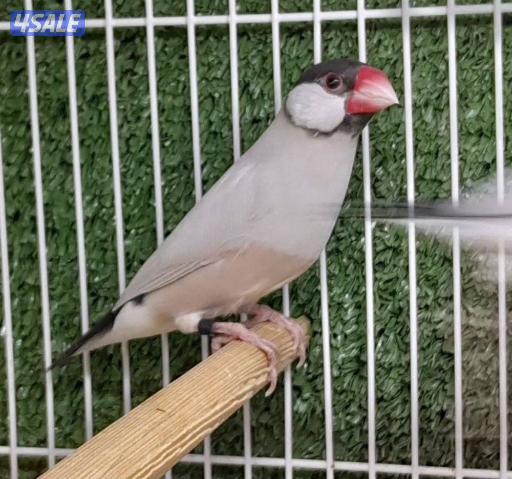 للبيع محمية جاوه كامله4