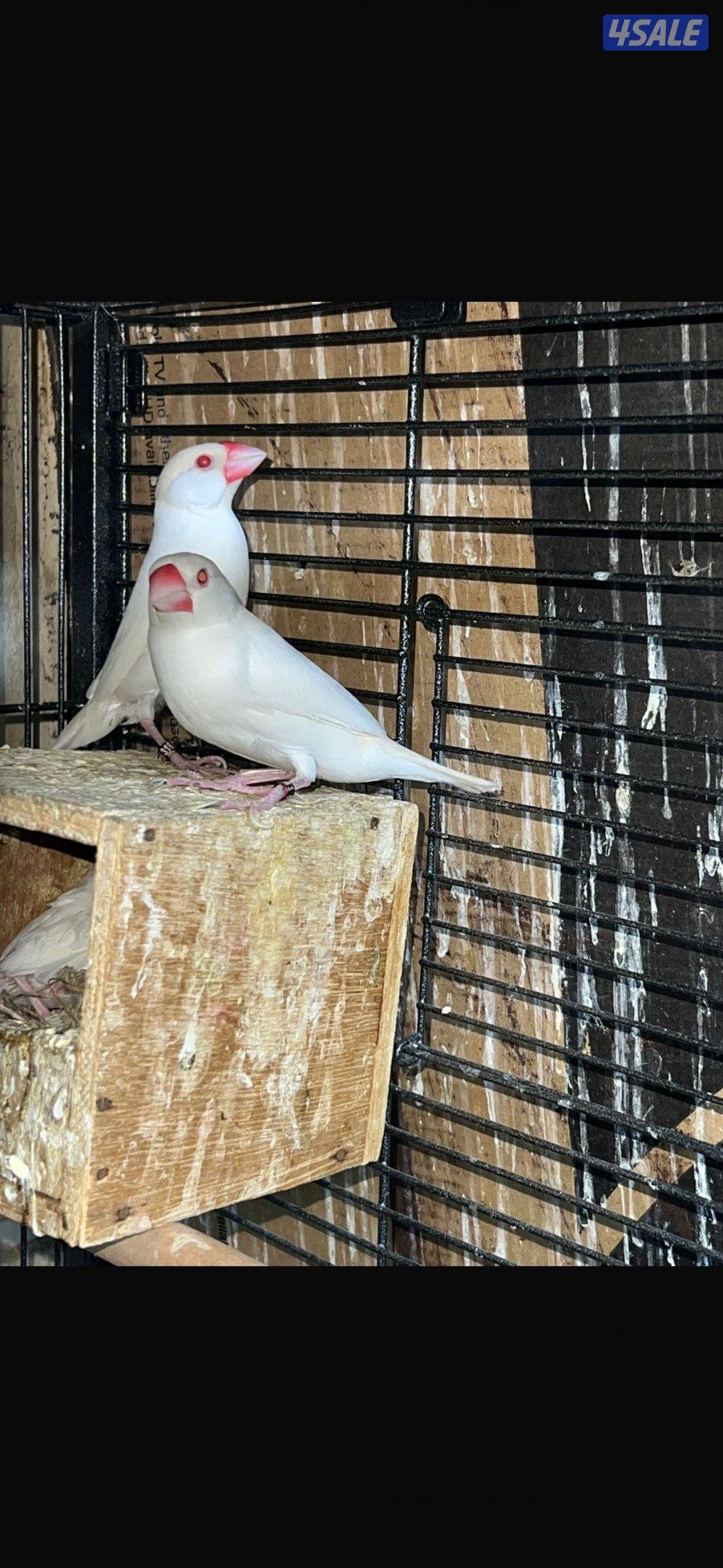 للبيع محمية جاوه كامله5