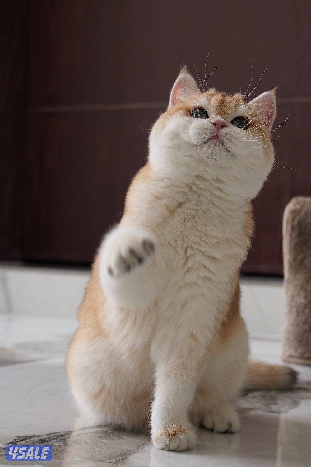 نثيه برتش قولد ny12  مطعمة ومسجلة بالمنظمة العالمية المستوى حيل قوي0