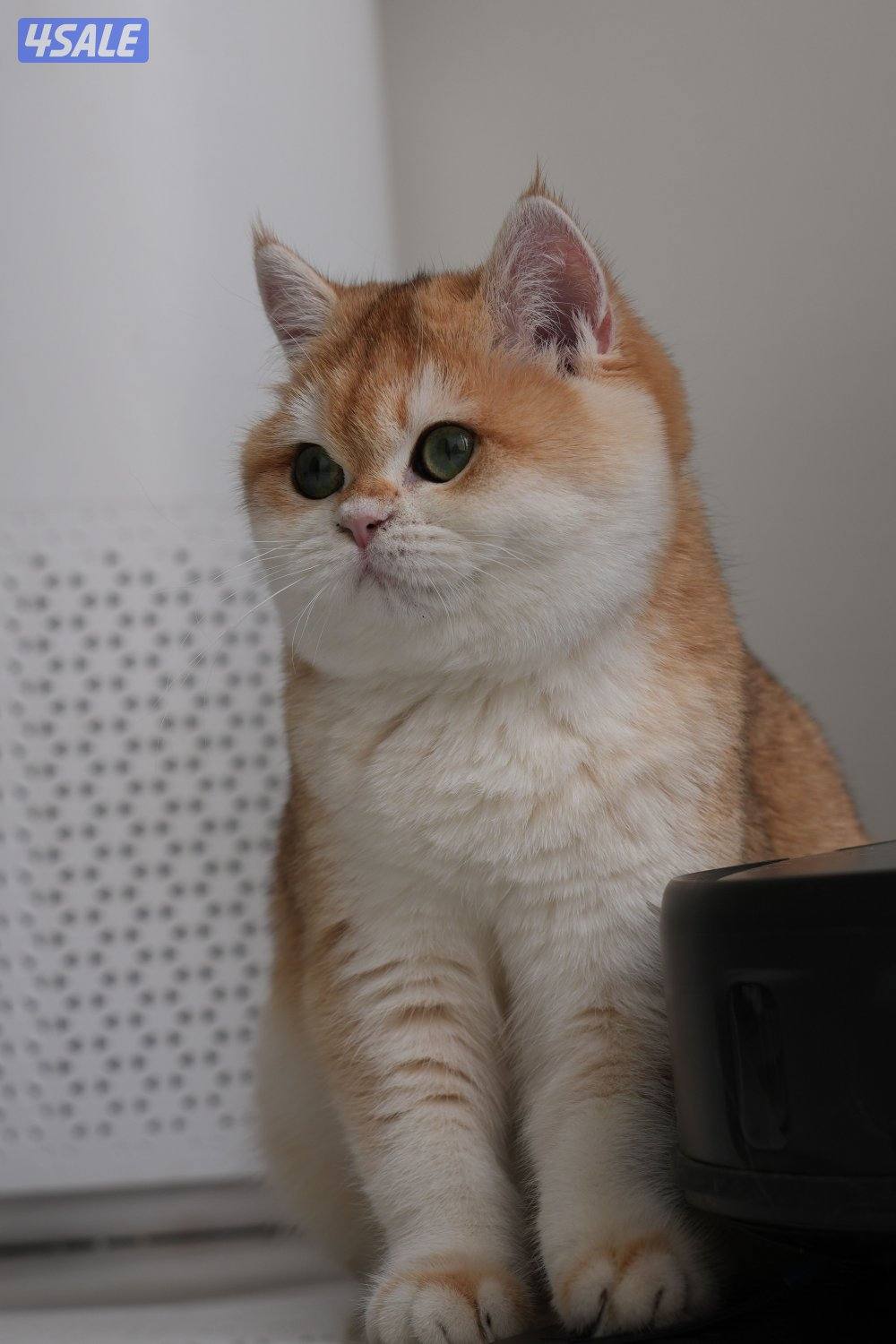 نثيه برتش قولد ny12  مطعمة ومسجلة بالمنظمة العالمية المستوى حيل قوي2