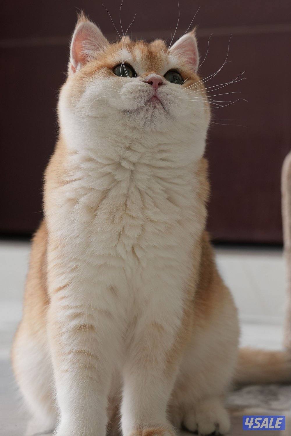 نثيه برتش قولد ny12  مطعمة ومسجلة بالمنظمة العالمية المستوى حيل قوي3