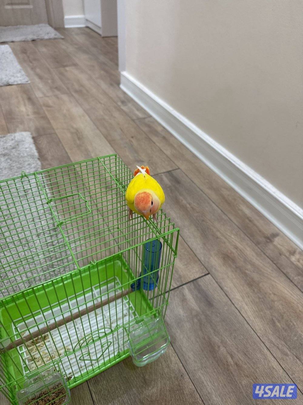 لوف بيرد البينو ورد فيس قاطعين عس امورهم ممتازه فل ربوه معى قفص0