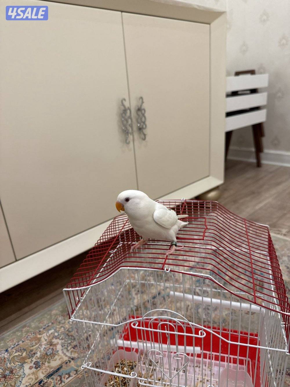 لوف بيرد البينو ورد فيس قاطعين عس امورهم ممتازه فل ربوه معى قفص1