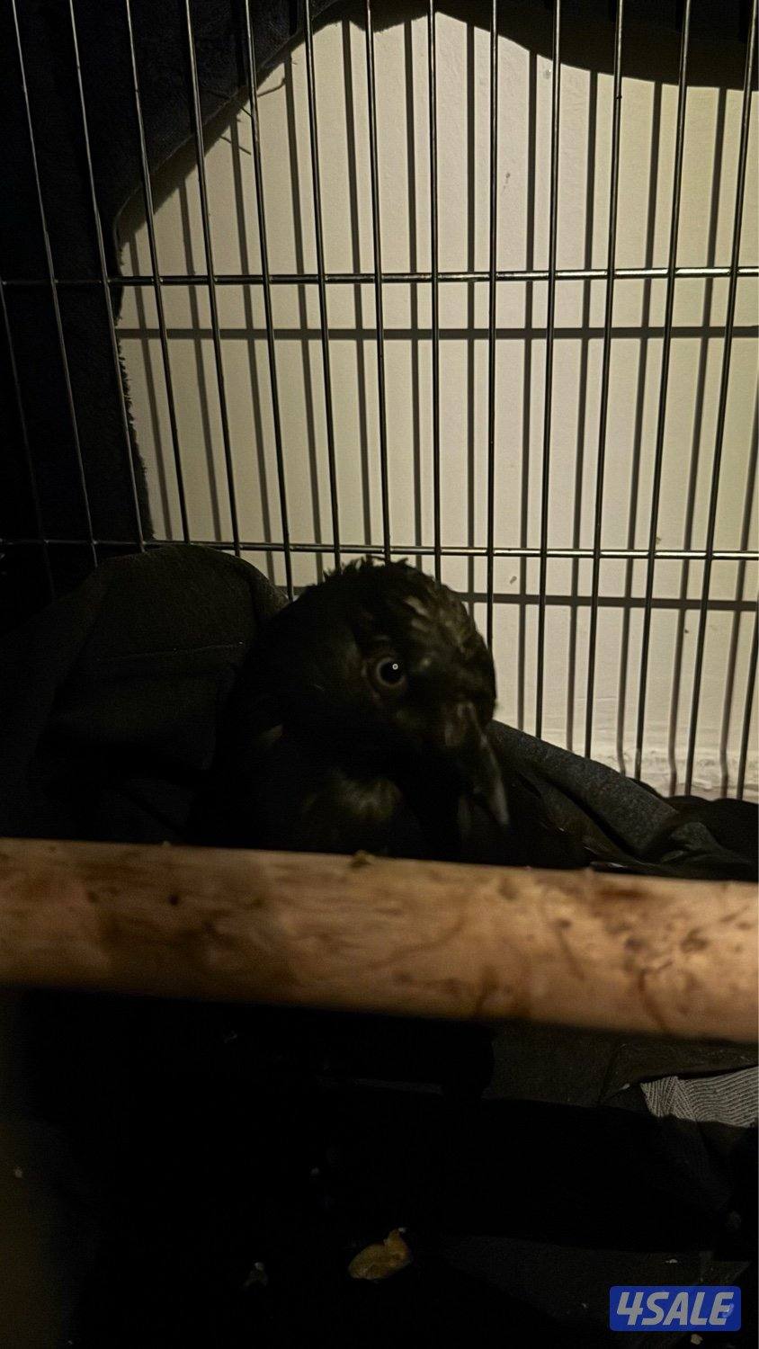 غراب ربوهه ياكل ايشي وتوني مجيك عليه بالبيطري فرخ عمره ٥اشهر2