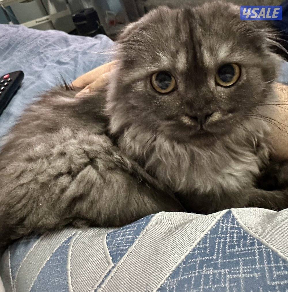 سكوتش فولد7